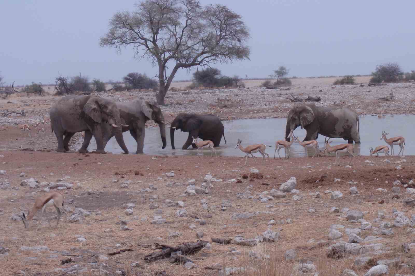 elephants at waterhole