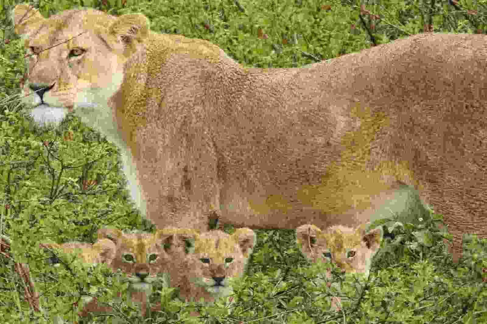 four lion cubs